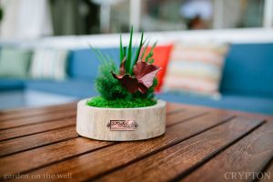 Miniature Garden Maintenance-Free